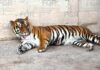 Aseguran tigres de bengala en un rancho