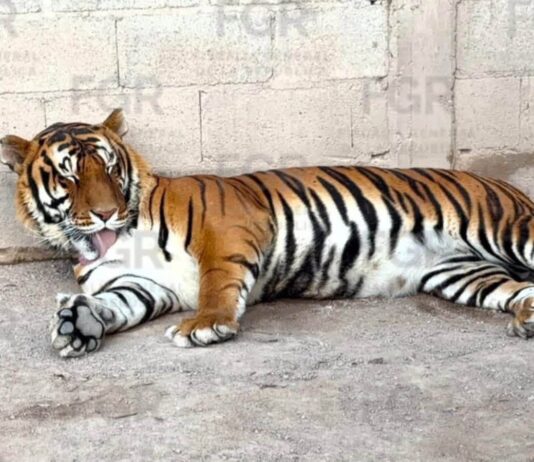 Aseguran tigres de bengala en un rancho