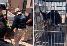 Rescatan a cachorrito Pitbull, en un caso más de maltrato animal