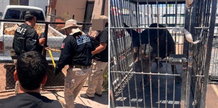 Rescatan a cachorrito Pitbull, en un caso más de maltrato animal; agentes ministeriales llevaron a cabo un cateo, con orden de un Juez; abren carpeta de investigación.