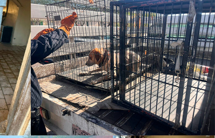 Rescatan a tres cachorros en cateo por maltrato animal; animalitos que se encontraban en condiciones incompatibles con su bienestar.