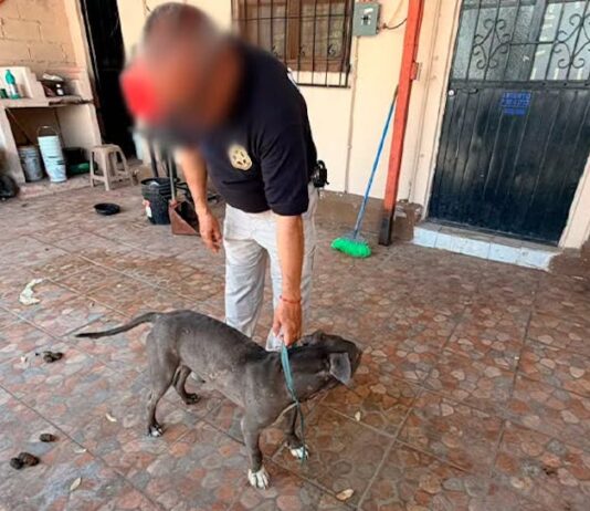 Rescatan cachorrito Pitbull en el centro la ciudad