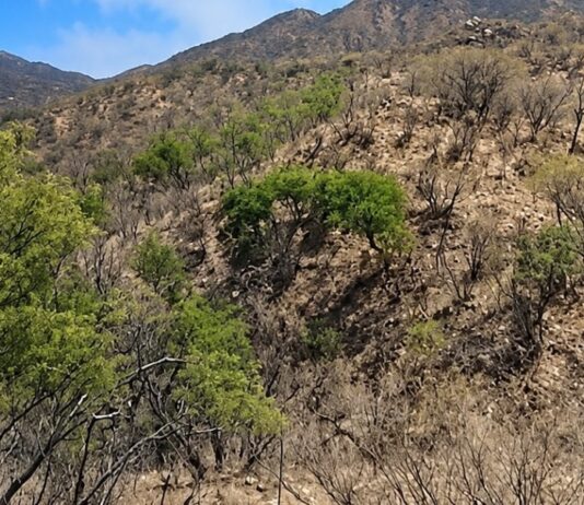 Suman esfuerzos autoridades para el control de incendio forestal en Arivechi