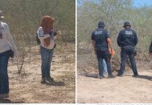 Localizan osamenta humana en el ejido ‘Mi Patria es Primero’