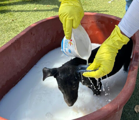 Refuerzan acciones preventivas contra la rickettsia para proteger a las familias