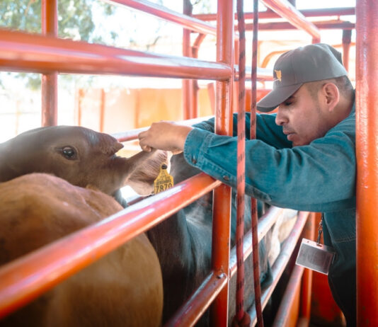 Refuerzan Sonora, México y Estados Unidos acciones para proteger la sanidad ganadera ante el gusano barrenador