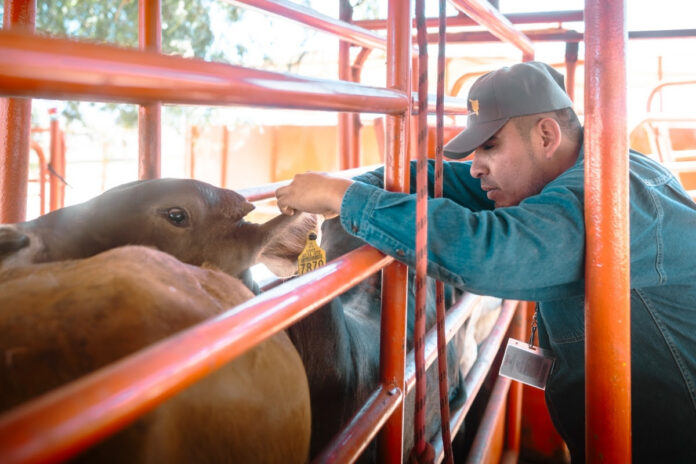 Refuerzan Sonora, México y Estados Unidos acciones para proteger la sanidad ganadera ante el gusano barrenador; ha permitido consolidar una estrategia integral de prevención y contención para evitar el avance de esta enfermedad hacia el norte del país.