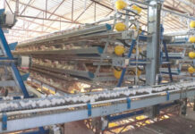 Producción de huevo en Sonora mantiene crecimiento sostenido