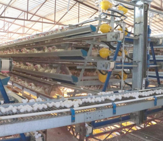 Producción de huevo en Sonora mantiene crecimiento sostenido