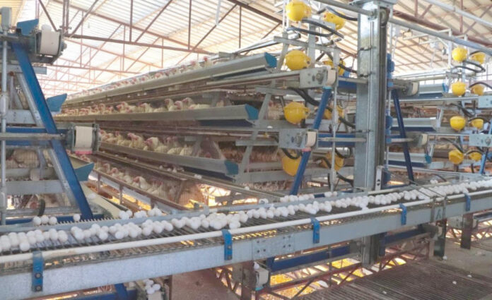Producción de huevo en Sonora mantiene crecimiento sostenido y fortalece la seguridad alimentaria.