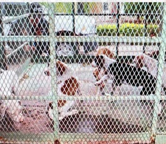 Rescatan con vida a perrita y a sus seis cachorritos