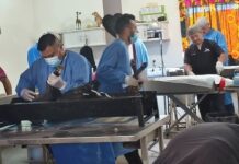 Invitan a jornada gratuita de esterilización canina y felina