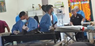 Invitan a jornada gratuita de esterilización canina y felina
