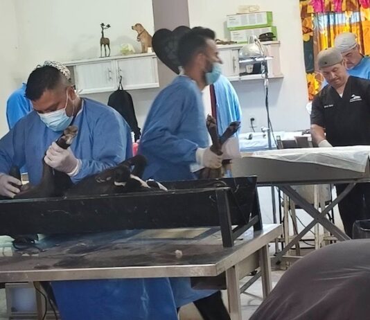 Invitan a jornada gratuita de esterilización canina y felina