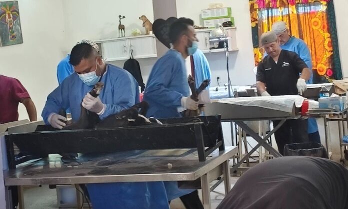 Invitan a jornada gratuita de esterilización canina y felina, será mañana martes.