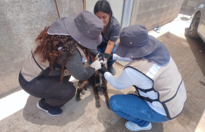 Destacan acciones para prevenir la fiebre manchada; enfermedad que puede causar complicaciones severas.