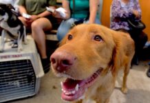 Invitan a campaña gratuita de baños contra garrapatas y consulta veterinaria