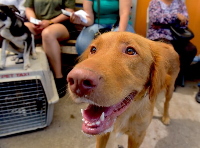 Invitan a campaña gratuita de baños contra garrapatas y consulta veterinaria; el Instituto Municipal de Protección y Bienestar Animal brindará servicios gratuitos para perros y gatos este 15 de julio en la colonia Altares.
