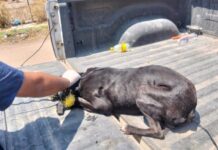 Rescatan a cachorro de maltrato animal