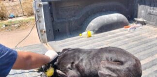 Rescatan a cachorro de maltrato animal