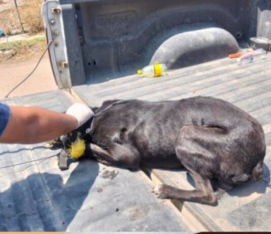 Rescatan a cachorro de maltrato animal