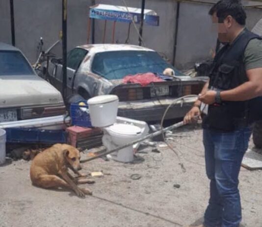 Rescatan a dos caninos durante cateo por maltrato animal