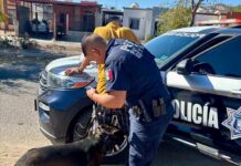 Detienen a objetivos prioritarios