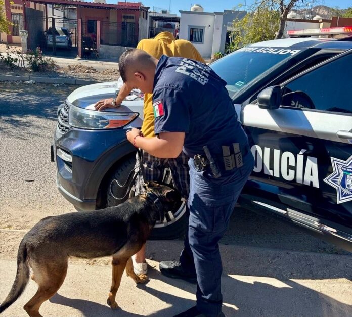 Detienen a objetivos prioritarios; Unidad K-9 fortalece operativos policiacos.