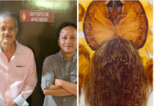 Investigadores visitantes de la UES descubren nueva especie de araña en el Cerro Altares