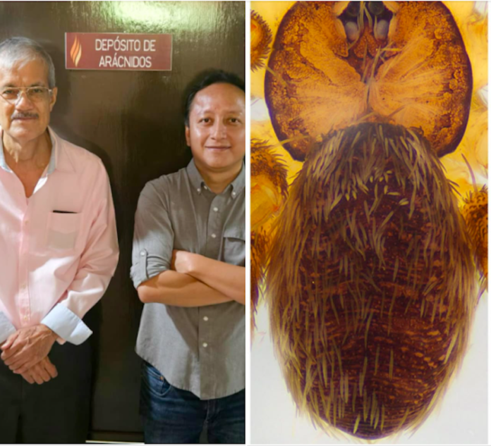 Investigadores visitantes de la UES descubren nueva especie de araña en el Cerro Altares; la bautizan Filistatinella bacanora.