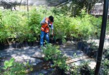 Durante verano se fortalecerá producción de árboles nativos