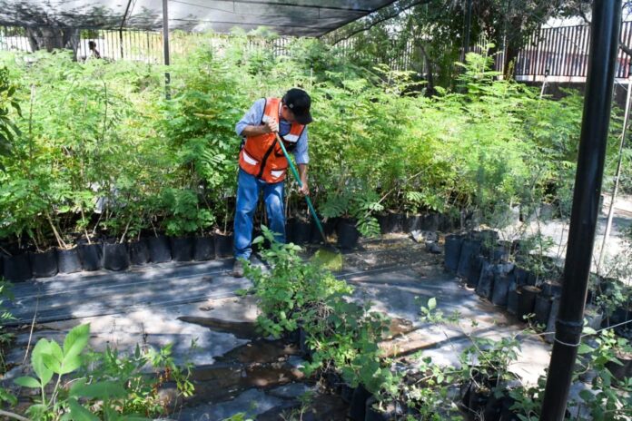 Durante verano se fortalecerá producción de árboles nativos; la producción de especies nativas continúa para abastecer futuras entregas que amplíen la cobertura vegeta.