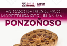 Llaman a prevenir mordeduras y picaduras de animales ponzoñosos durante la temporada de calor