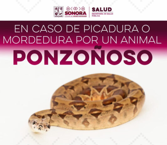 Llaman a prevenir mordeduras y picaduras de animales ponzoñosos durante la temporada de calor