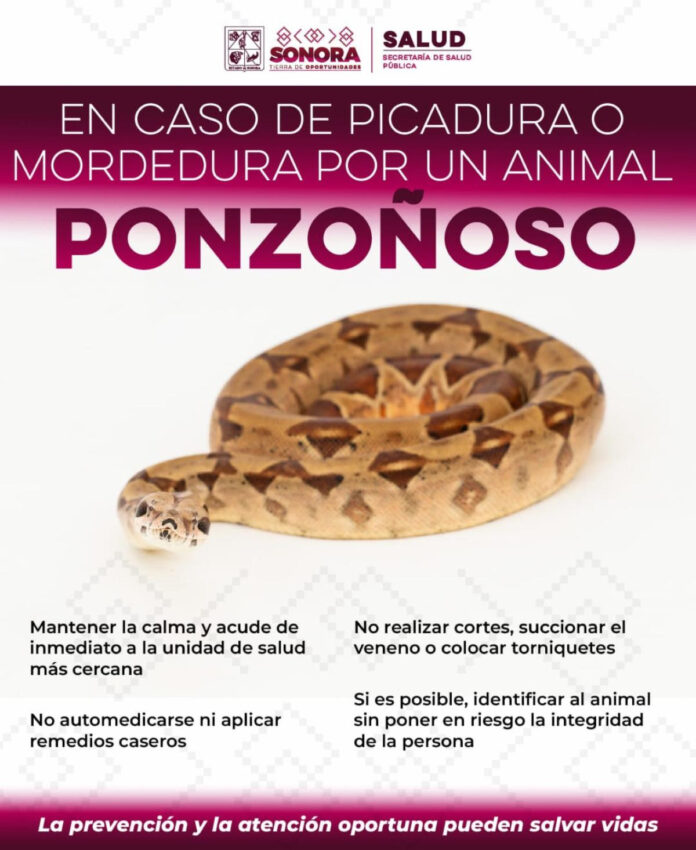 Llaman a prevenir mordeduras y picaduras de animales ponzoñosos durante la temporada de calor, ya que aumenta la actividad de serpientes, arañas, alacranes y otros animales peligrosos por las condiciones ambientales.