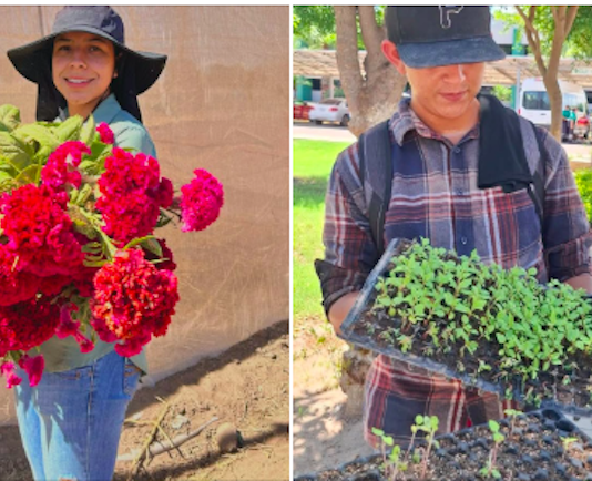 Se preparan para la cosecha de flores tradicionales del Día de Muertos
