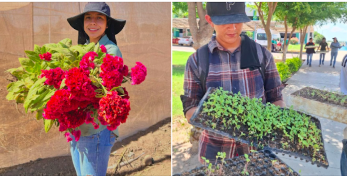 Se preparan para la cosecha de flores tradicionales del Día de Muertos; mano pantera y cempasúchil, dos de las flores más emblemáticas utilizadas en Sonora y México.