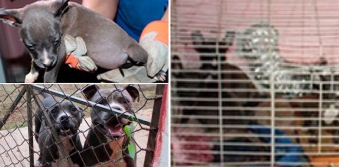 Rescatan a cinco canes en condiciones vulnerables; tras recibirse una denuncia por maltrato animal.