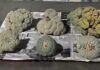 Aseguran seis ejemplares de ‘peyote’ en empresa de paquetería