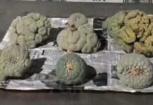 Aseguran seis ejemplares de ‘peyote’ en empresa de paquetería