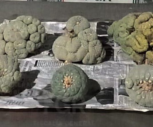 Aseguran seis ejemplares de ‘peyote’ en empresa de paquetería