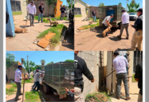Rescatan a 4 cachorros en cateo por maltrato animal y abandono