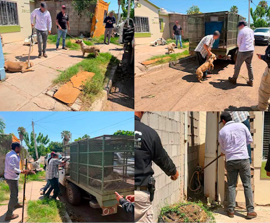 Rescatan a 4 cachorros en cateo por maltrato animal y abandono