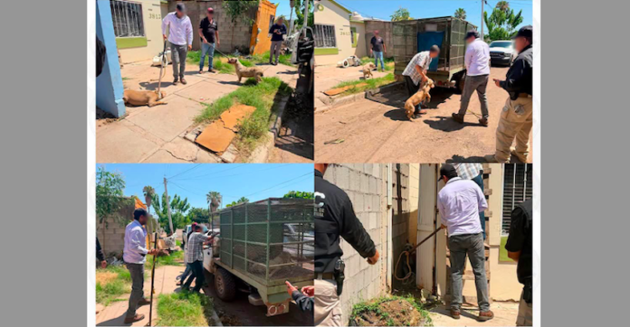 Rescatan a 4 cachorros Pit Bul en cateo por maltrato animal y abandono; además otro ejemplar fue localizado sin vida en el mismo lugar de la diligencia ministerial.