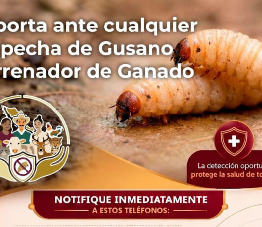 Fortalecen medidas de prevención ante el gusano barrenador