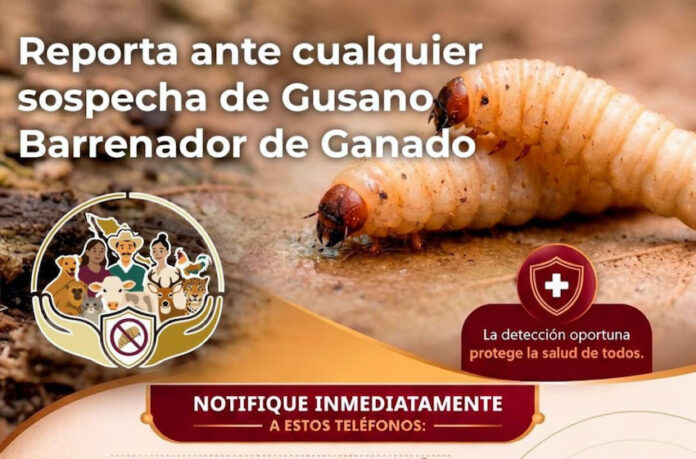 Fortalecen medidas de prevención ante el gusano barrenador; llaman a ganaderos y población en general a reportar de inmediato cualquier sospecha.