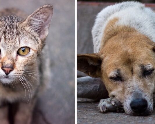 Exhortan a denunciar cualquier acto de maltrato, abuso o crueldad hacia los animales en la línea 089