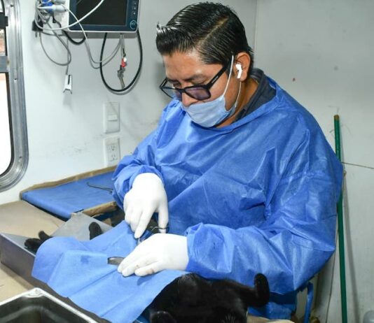 Promueve Gobierno de Hermosillo programa de castraciones gratuitas “Sábado sólo de gatitos”