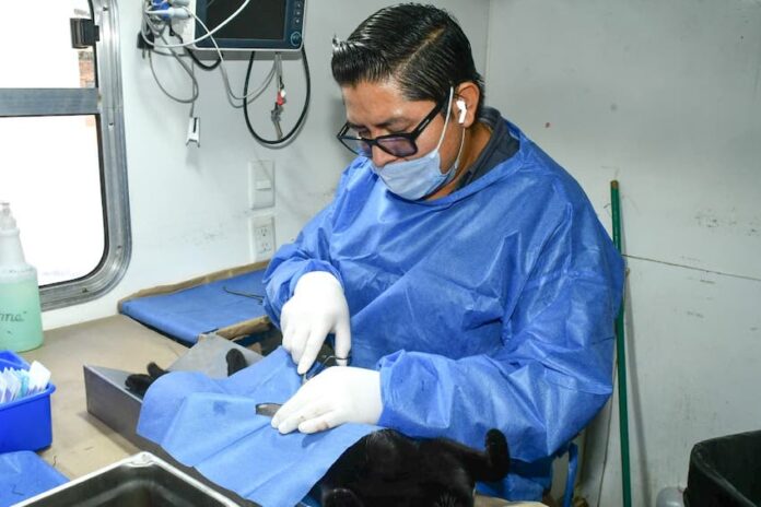 Promueve Gobierno de Hermosillo programa de castraciones gratuitas “Sábado sólo de gatitos”; se invita a las personas propietarias de felinos sin esterilizar a solicitar esta intervención quirúrgica vía WhatsApp en el número 6624 11 66 00.