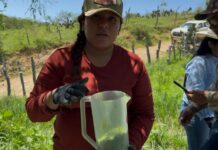 Gobierno de Sonora y Senasica intensifican acciones sanitarias para proteger al sector ganadero